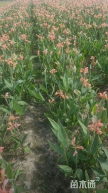 高度20厘米水生美人蕉