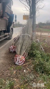 高度300厘米丛生木槿