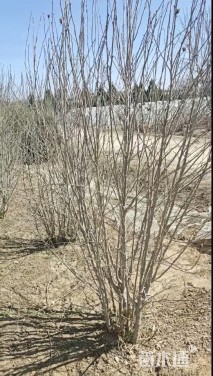 高度200厘米丛生木槿