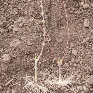 0.23公分金叶丝棉木