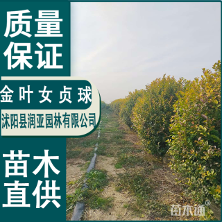 冠幅100厘米金叶女贞球