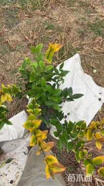 高度30厘米金森女贞小苗