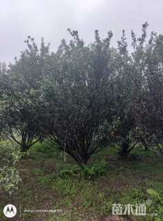 高度400厘米南丰蜜桔