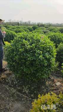 冠幅150厘米大叶黄杨球