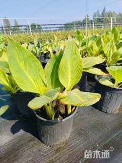 高度40厘米花叶美人蕉