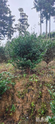 冠幅120厘米茶梅球