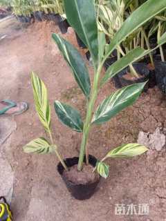 高度50厘米花叶良姜