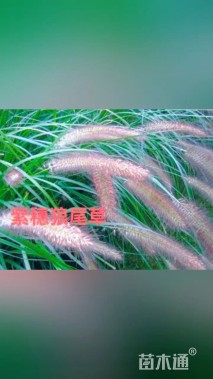 高度50厘米紫穗狼尾草