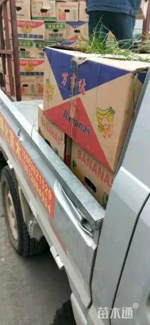 高度15厘米常夏石竹