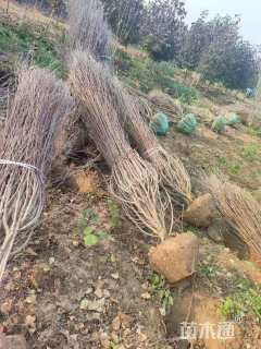 高度220厘米丛生木槿