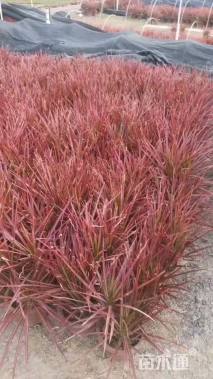 高度25厘米七彩马尾铁