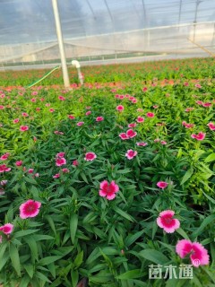 高度20厘米五彩石竹