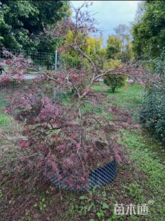 高度140厘米羽毛枫