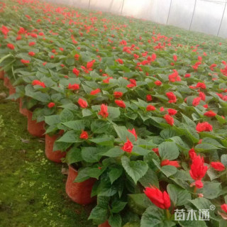 高度25厘米一串红