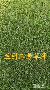 草卷状草皮
