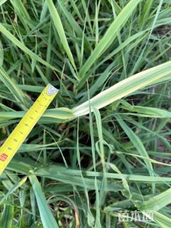 高度30厘米花叶芦竹