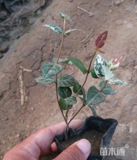 主蔓长15厘米花叶络石