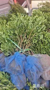 高度50厘米小叶黄杨