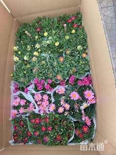 高度30厘米玛格丽特花