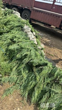 高度40厘米沙地柏