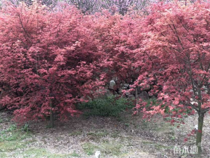 11公分日本红枫