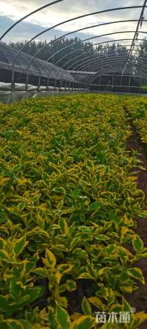 高度20厘米金叶假连翘