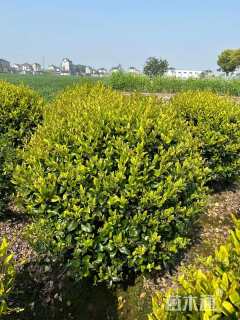 冠幅180厘米金森女贞球