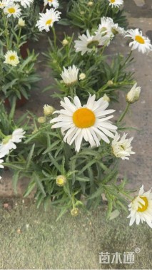 高度20厘米大滨菊
