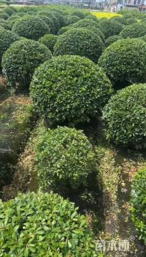 冠幅120厘米海桐球