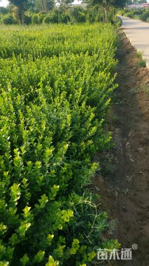高度35厘米胶东卫矛小苗