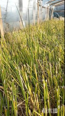 高度20厘米水葱