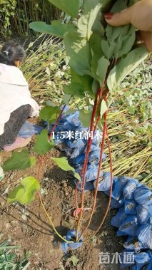 高度80厘米红瑞木