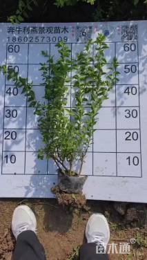 高度50厘米喷雪花