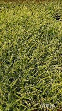 高度20厘米吊兰