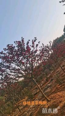 高度250厘米茶梅