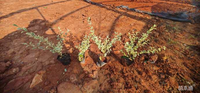 高度20厘米金姬小蜡