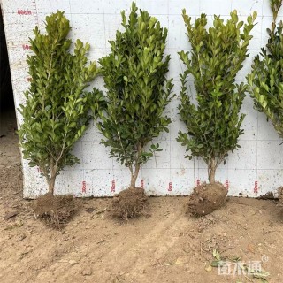 高度47厘米瓜子黄杨