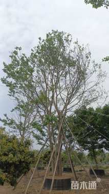 25公分(2杆)丛生朴树