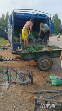 高度50厘米侧柏小苗