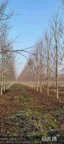 12公分美国红枫