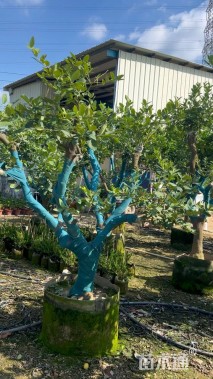 高度250厘米香水柠檬