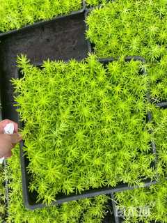 高度2厘米佛甲草