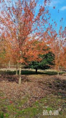 10公分美国红枫