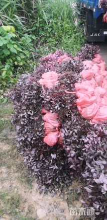 高度35厘米红花继木