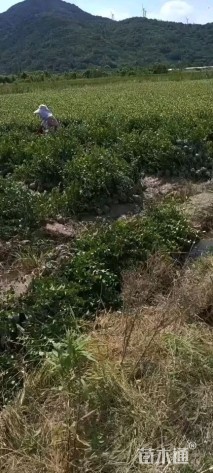 高度30厘米茶梅