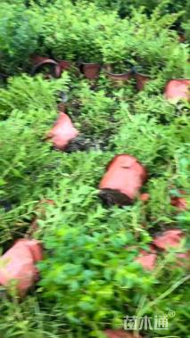 高度20厘米满天星