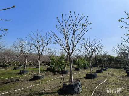 10公分小叶紫薇