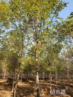 24公分速生白蜡