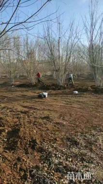 高度500厘米丛生五角枫