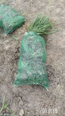 高度20厘米吉祥草